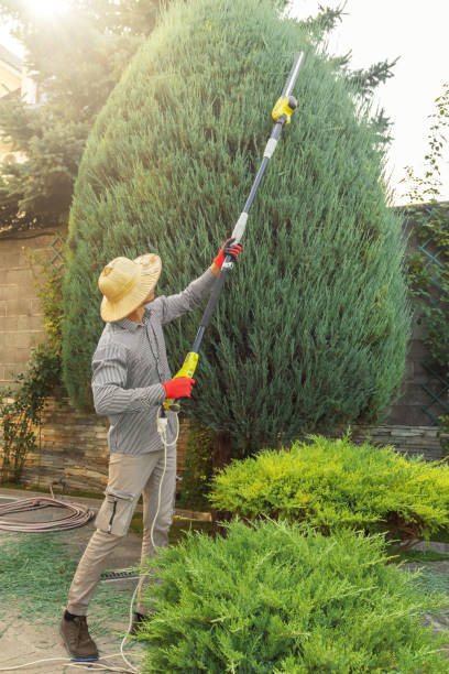 Dead Tree Removal in Spring Hope, NC